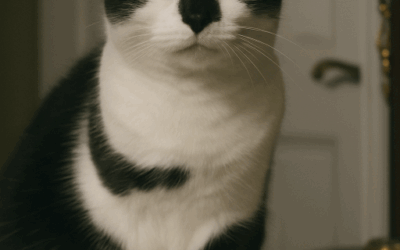 What a Three-Legged Cat Can Teach You About Resilience and Branding